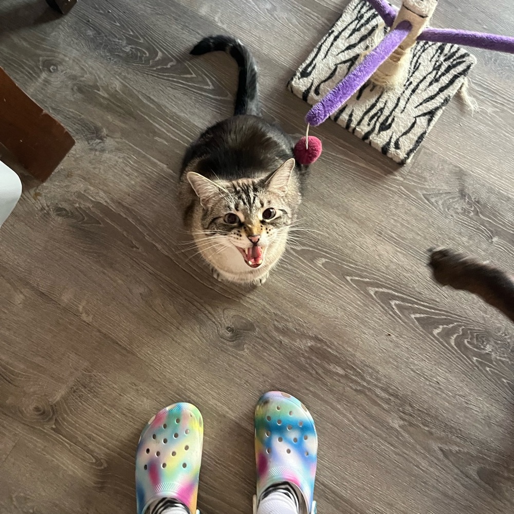 Meet your Posher, Lyla